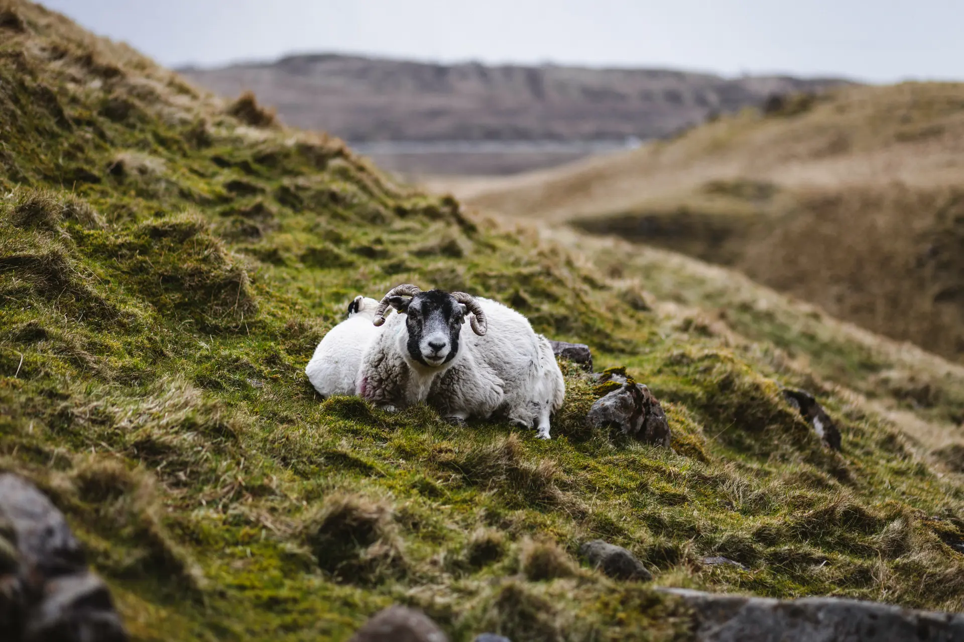 Blackface sheep resting on a mossy green hillside in the Scottish Highlands