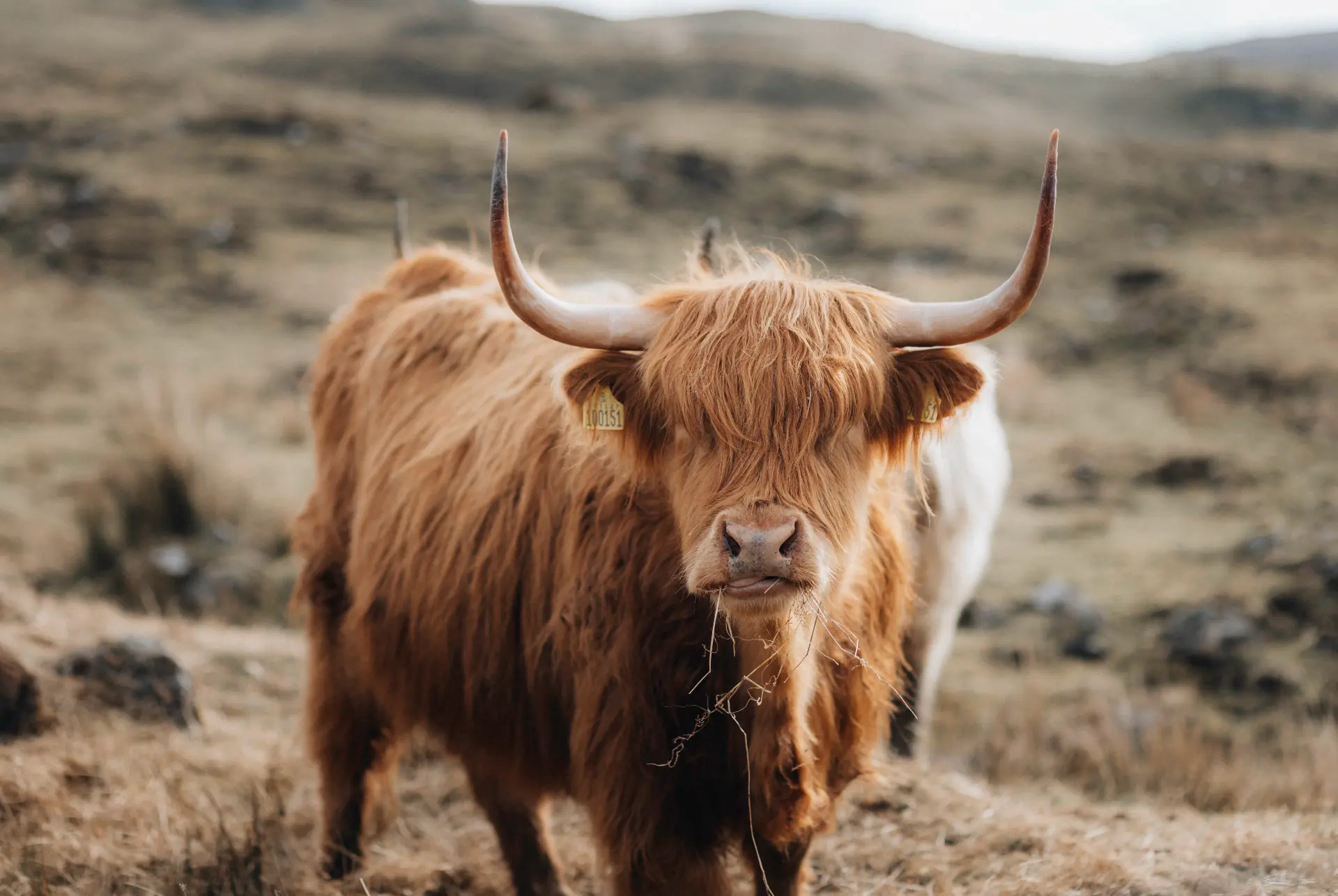 Highland cow with long ginger coat and curved horns on Scottish moorland