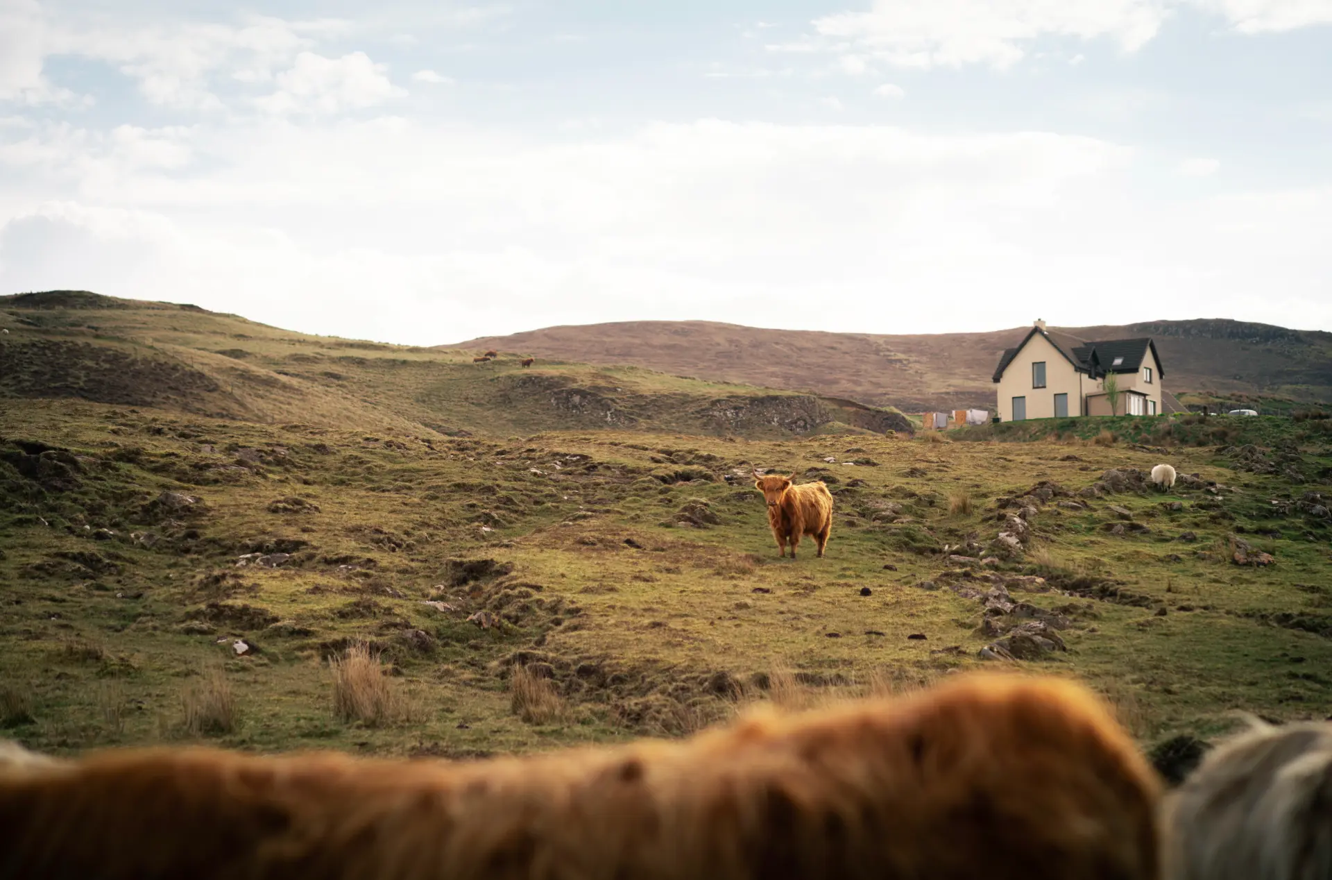 Highland cattle grazing on a rough green croft with a white house on the hill