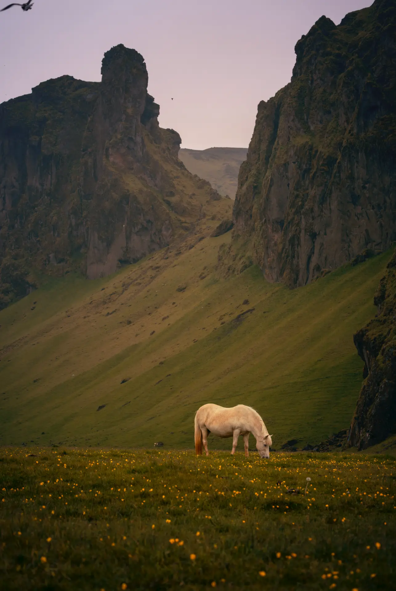 White horse grazing below mountains, Iceland