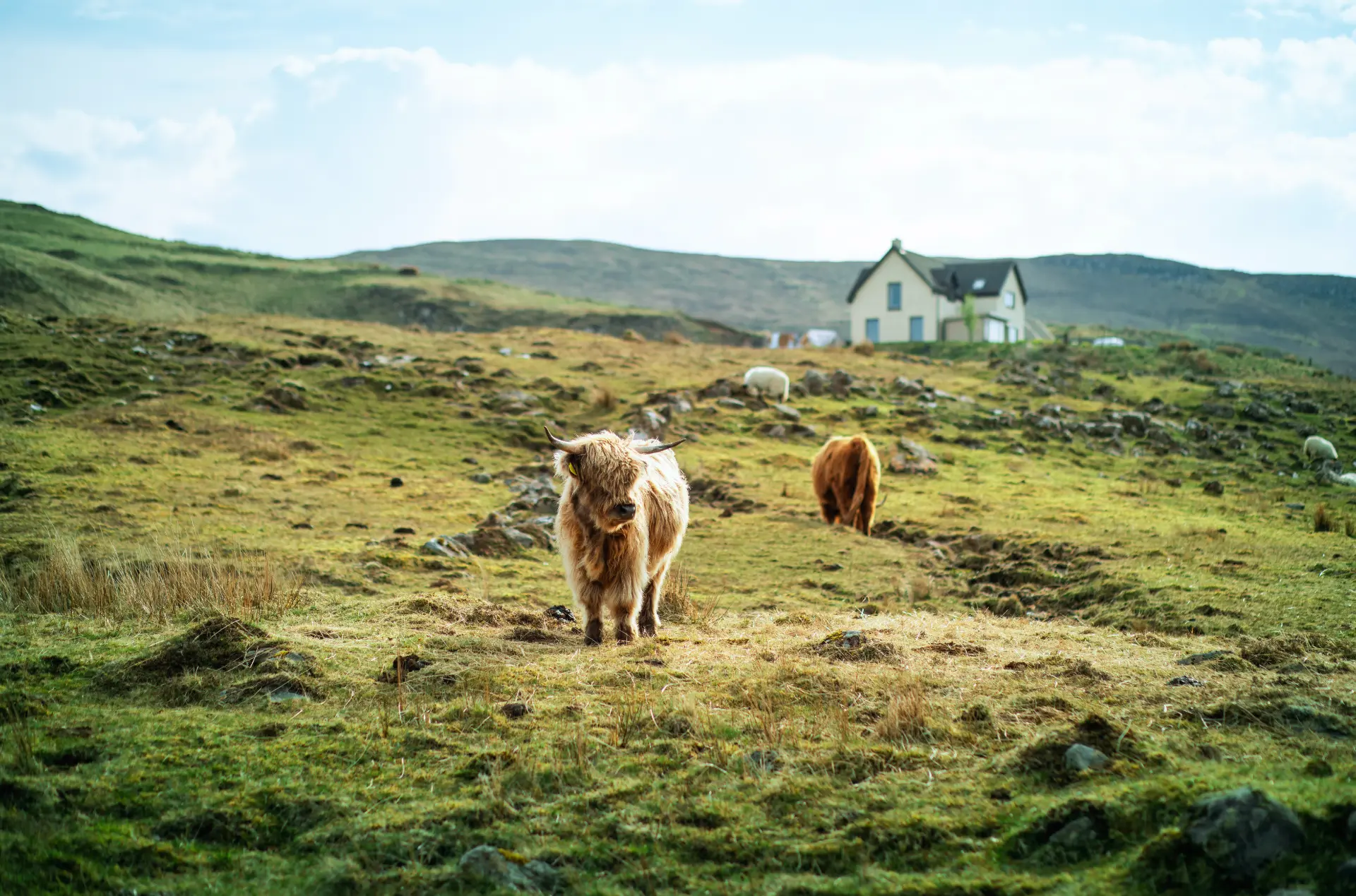 Two highland cows on a bright green Skye hillside beneath a crofting cottage