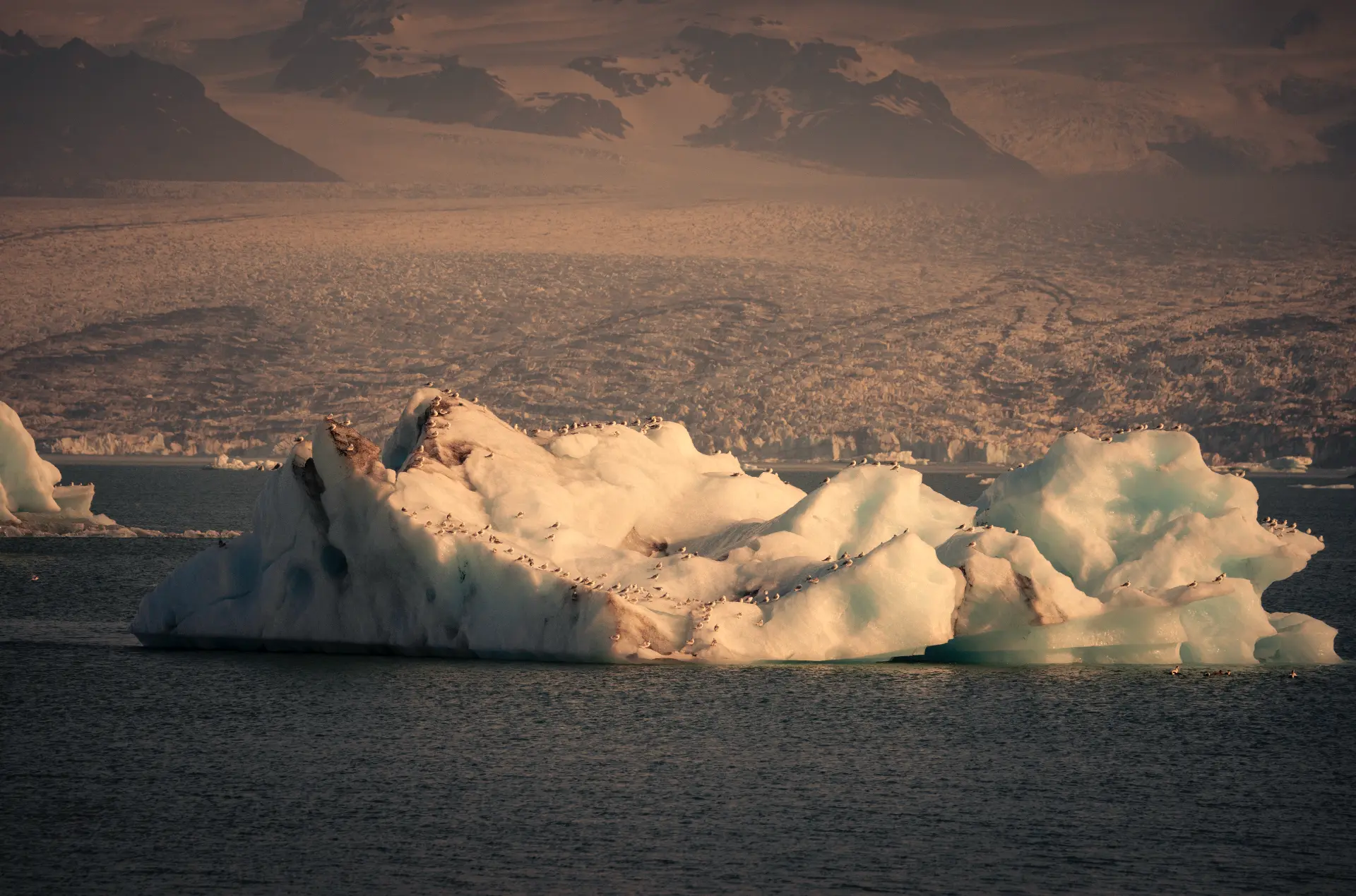 Iceberg with birds at sunset, Iceland