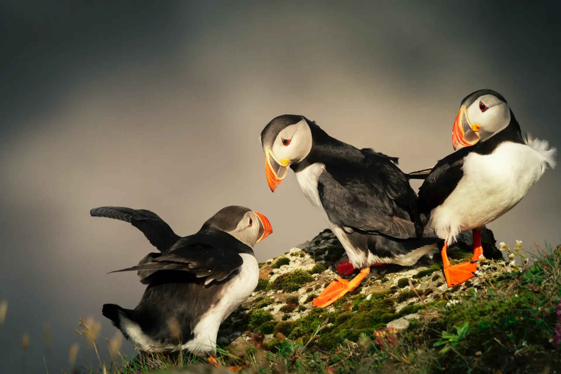 Three puffins on a mossy cliff edge