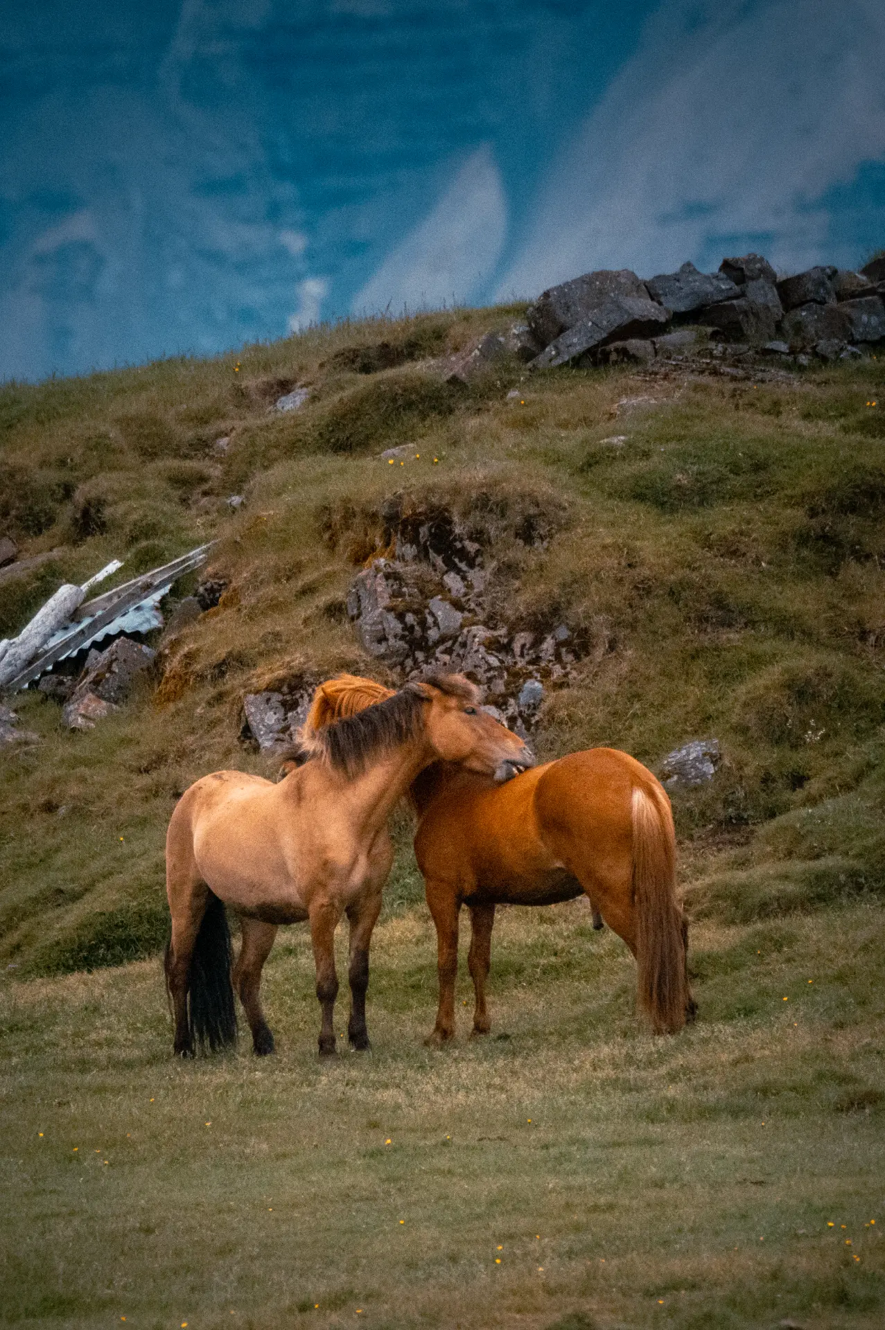 Two Icelandic horses resting together on a hillside