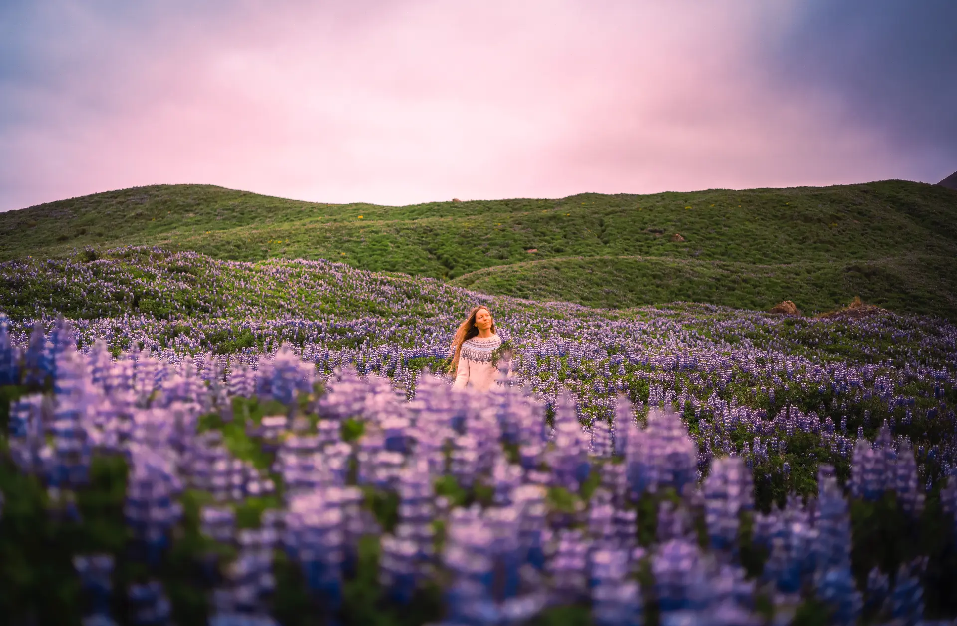 Woman standing in a field of lupines at sunset in Iceland