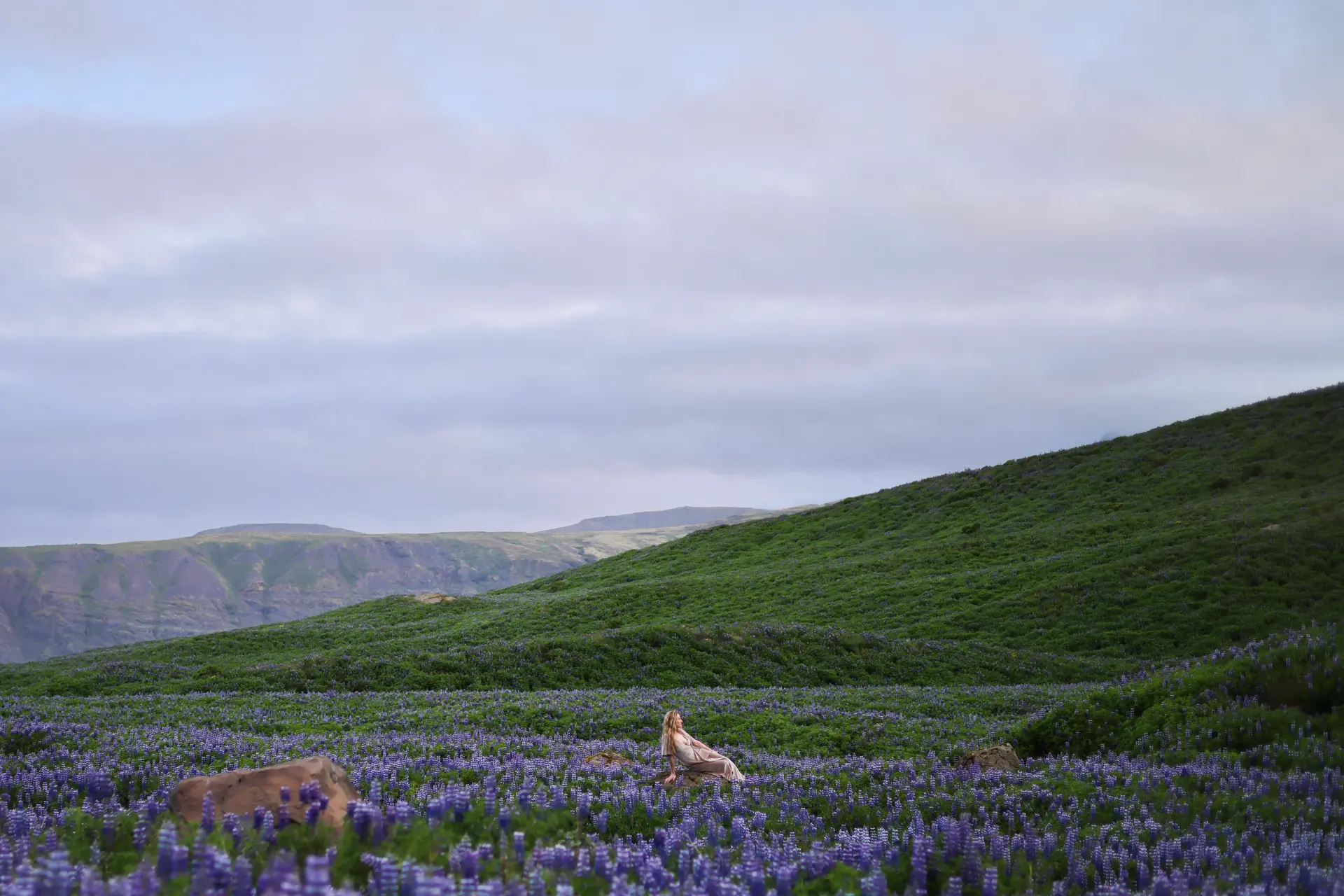 Woman seated on a rock in a field of Icelandic lupines